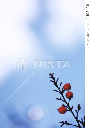 heavenly bamboo, nandina, southern sky 1502436