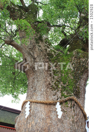 美國神社基基一世 1502928