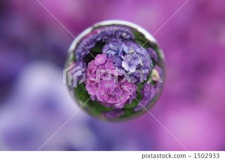 大理石透鏡 繡球花 花朵 1502933