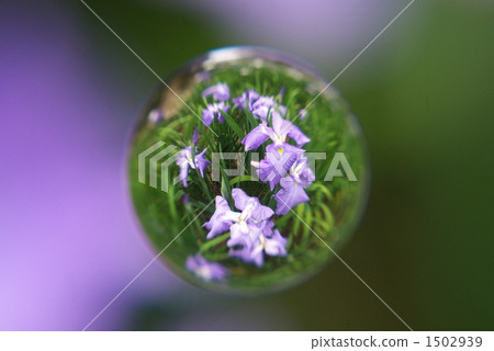 marble lens, bloom, blossom 1502939