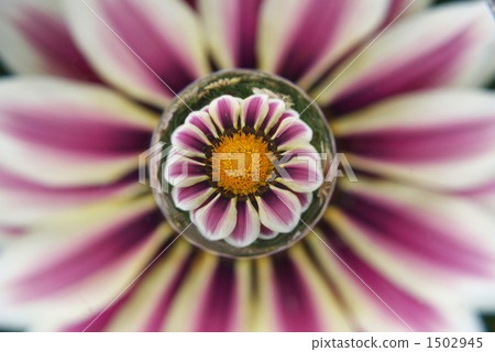 大理石透鏡 微距攝影 花朵 1502945