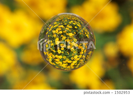 marble lens, zinia, bloom 1502953