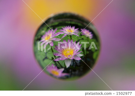 大理石透鏡 睡蓮 花朵 1502977