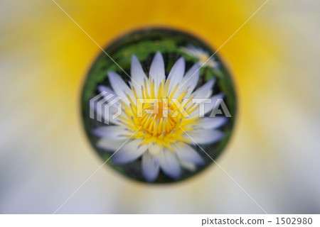 大理石透鏡 丁香花 睡蓮 1502980