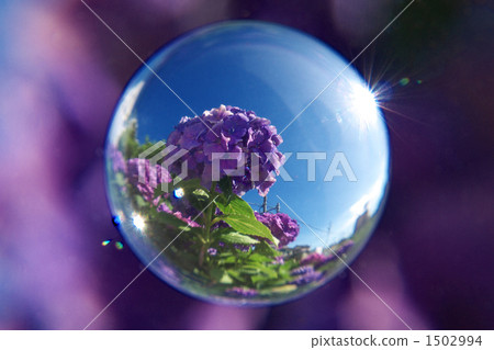 大理石透鏡 繡球花 花朵 1502994