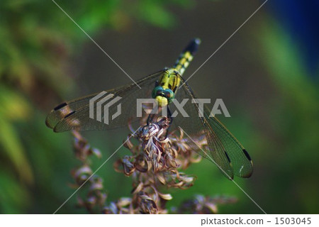 休息的蜻蜓 1503045