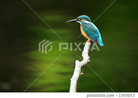 翠鳥休息 1503053