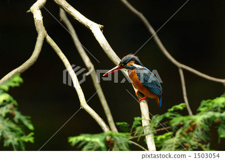 翠鳥的顏色 1503054