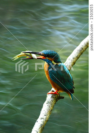 翠鳥捕食者 1503055