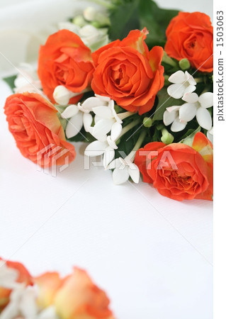 橙色玫瑰和Bubaria 1503063