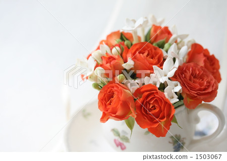 橙色的玫瑰 1503067