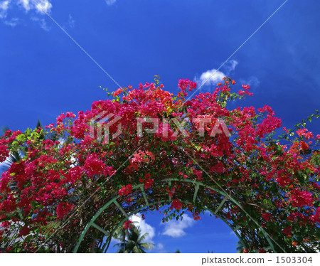 Arch of Bougainvillea 1503304