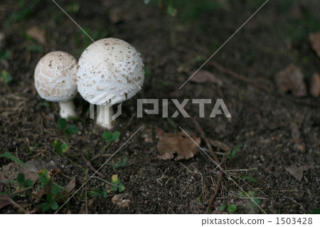 蘑菇蘑菇毒蘑菇白蘑菇 蘑菇蘑菇毒蘑菇白蘑菇 1503428