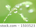 雨後 1503523