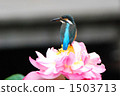翠鳥和蓮花 1503713