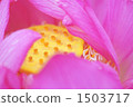 蓮花 1503717
