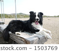 border collie, dog, dogs 1503769