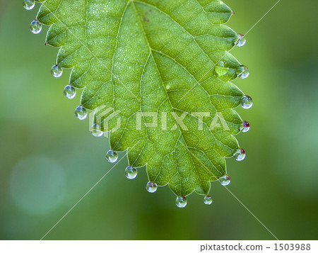Morning dew 1503988
