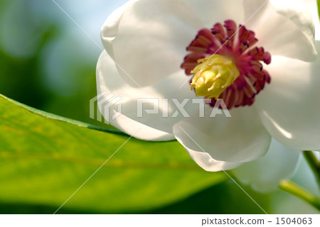 Flowers of Ooyama mortuary 1504063