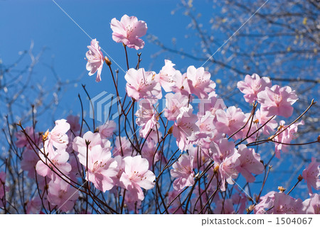 Akayashio花 1504067