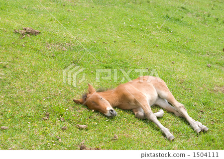 Wild horse foal Wild horse foal 1504111