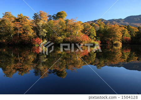 秋葉的Kamoi池塘 1504128