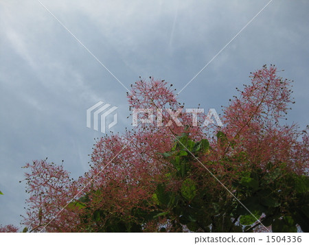 煙樹 煙樹 1504336