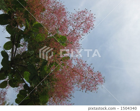 煙樹 1504340