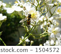 bee, bloom, blossom 1504572