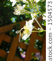 bee, bloom, blossom 1504573
