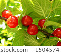 cherries, cherry, june 1504574
