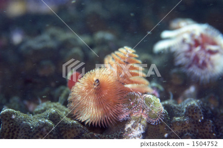 in the sea, undersea, anemone 1504752