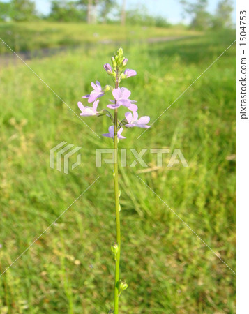 One wheel in the park 1504753