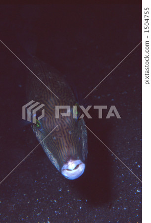 kitamakura, saltwater fish, in the sea 1504755