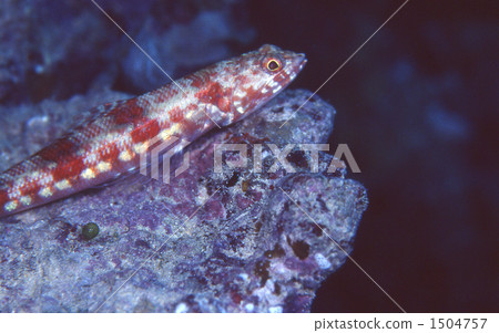 akaeso, saltwater fish, in the sea 1504757