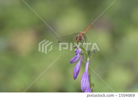 紅蜻蜓 蜻蜓 1504869