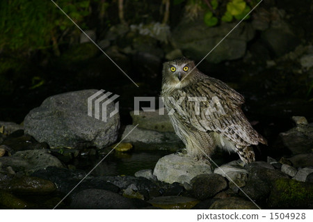 在知床的知床 1504928