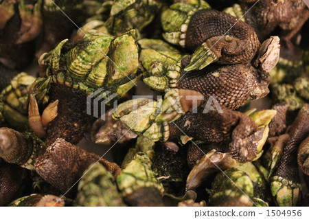 Turtle's hand Turtle's hand 1504956