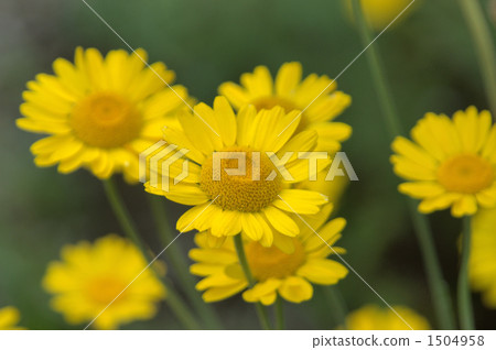 甘菊花 香草 草本的 1504958