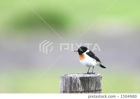 Nobitaki Male 1504980