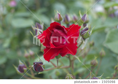 Roses (Ingurit · Weibull) 1505098