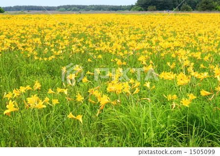 Nikkokkisuge of the Bencheshui 1505099