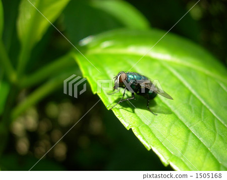 繡球花和蒼蠅 1505168