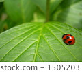 瓢蟲 1505203