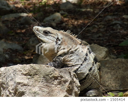 奇琴伊察的鬣蜥 1505414