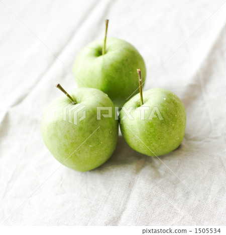 姬蘋果 海棠 楸子 1505534