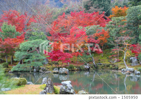 紅葉 變色 天龍寺 1505950