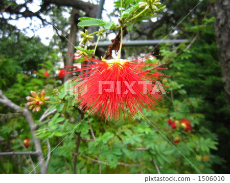 Mixed flowers 1506010