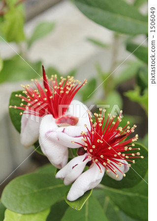 Feijoa's flower Feijoa's flower 1506049