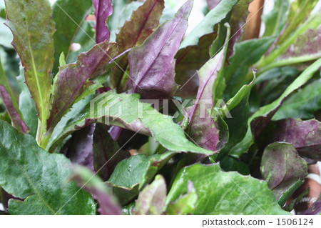 Gynura 雙色，金時草，焊料 1506124